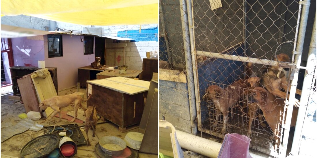 El Gobierno de Delfina Gómez está comprometido con el bienestar animal.