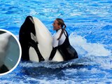 El caso de Dawn Brancheau es uno de los más trágicos en la historia de los accidentes con animales marinos.