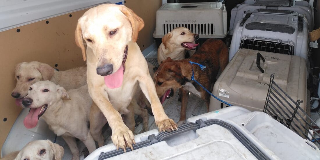 Recientemente, se efectuó una orden de cateo en calle Bellini 51, colonia Peralvillo, para retirar 27 perros q sufrían de maltrato animal.