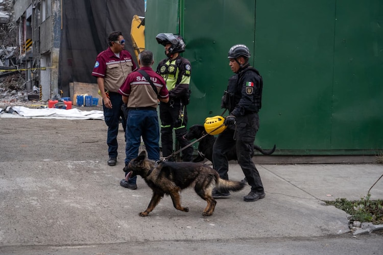 Binomios caninos ayudan al rescate de las personas atrapadas en edificio de San Antonio Abad