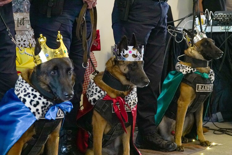 Elementos caninos de la Secretaría de Seguridad Ciudadana también se visten para la ocasión.FOTO: ROGELIO MORALES /CUARTOSCURO.COM