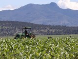 Campesinos han comenzado a trabajar sus tierras en espera de que este año sea de buena cosecha.