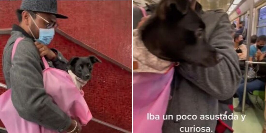 Perrita tiktoker viaja en Metro por primera vez; así compartió su experiencia (VIDEO).