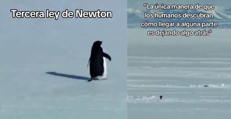 Video viral del pingüino caminando hacia las montañas