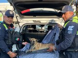 Elementos policiales de Guanajuato en asistencia y operación de seguridad.