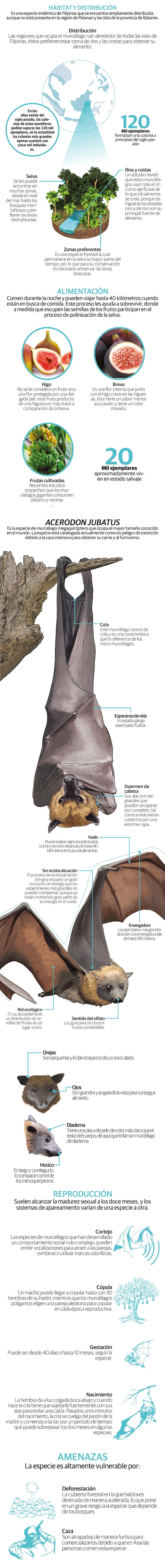 El murciélago más grande del mundo, en peligro de extinción