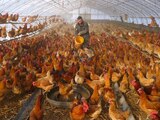 FILE PHOTO: FILE PHOTO: A man provides water for chickens inside a greenhouse at a farm in Heihe, Heilongjiang province, China November 17, 2019. Picture taken November 17, 2019. REUTERS/Stringer ATTENTION EDITORS - THIS IMAGE WAS PROVIDED BY A THIRD PARTY. CHINA OUT./File Photo/File Photo
