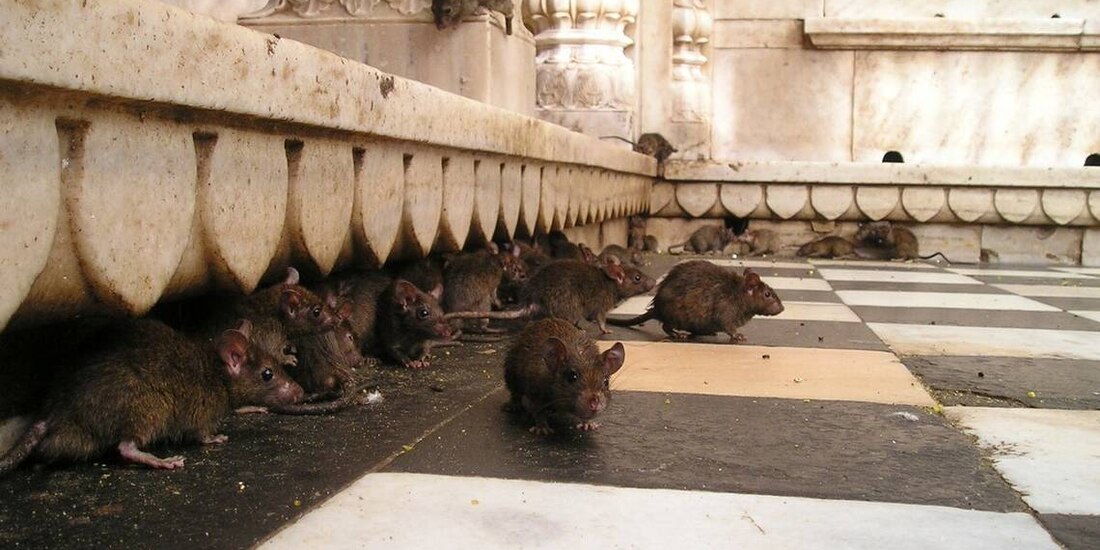 Gobierno de Nueva York busca a candidato "con instinto asesino" que lidere la lucha contra las ratas callejeras de la ciudad