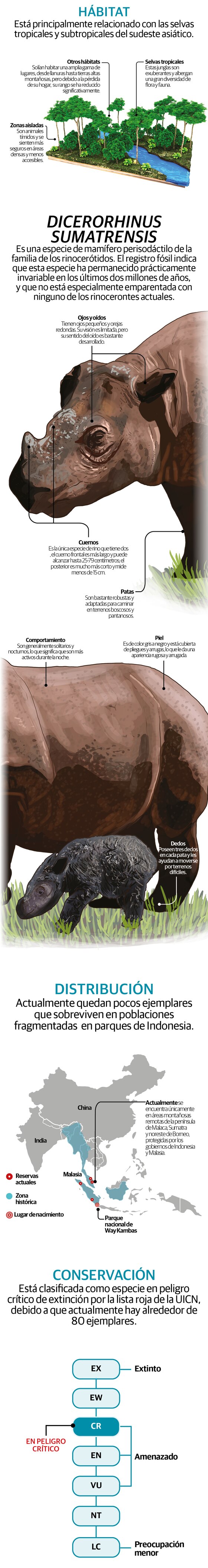 Cría de rinoceronte de Sumatra da aire a especie en riesgo de extinción