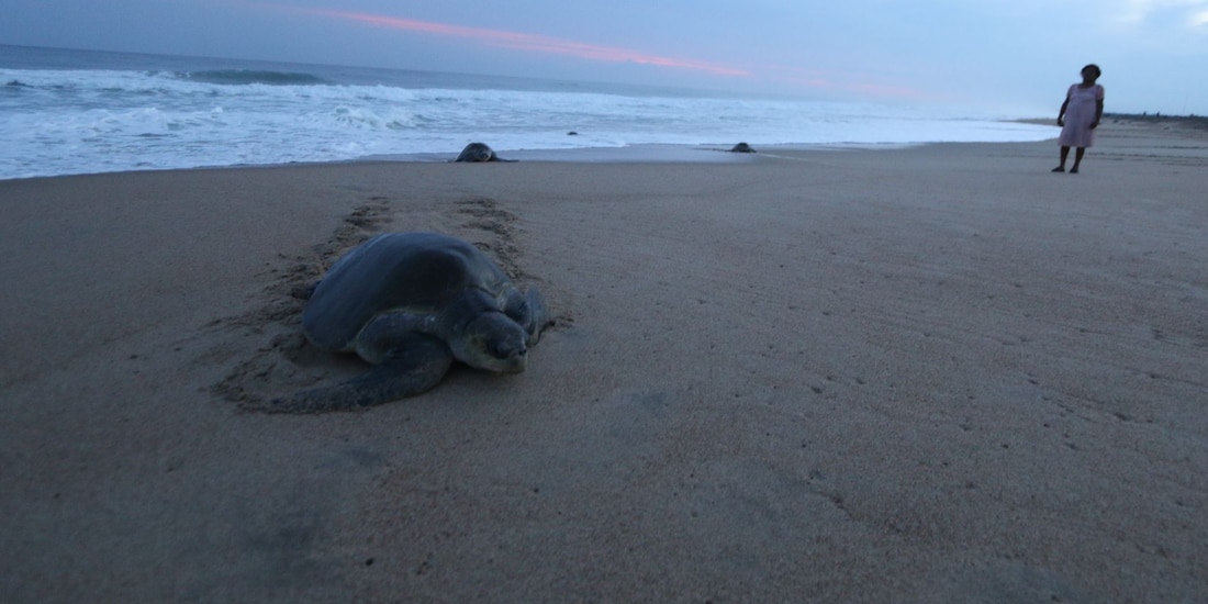 Una tortuga en el santuario Playa Escobilla, en Oaxaca.