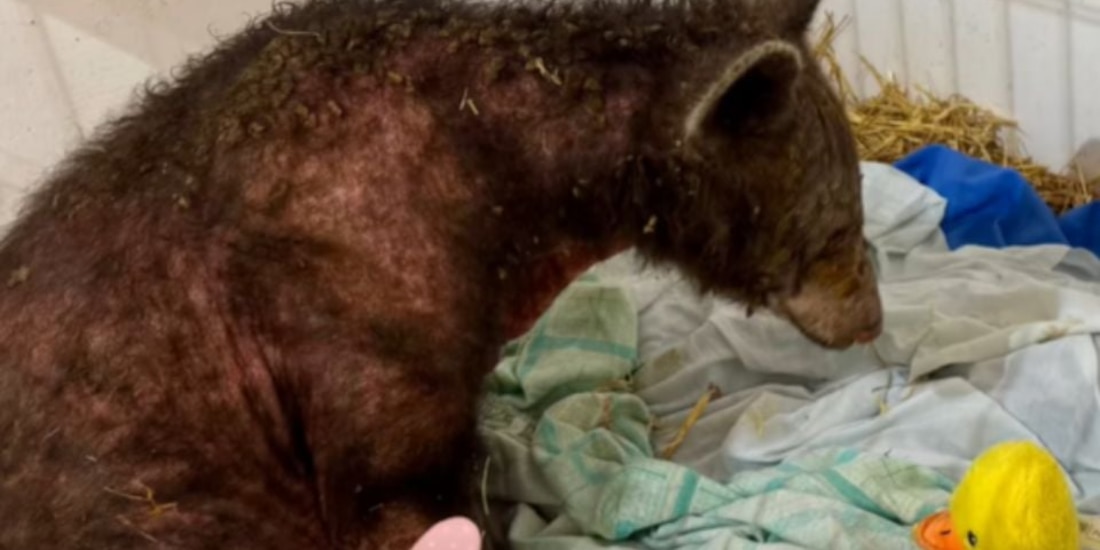 Murió la osa Mina, rescatada de Zoológico La Pastora en Nuevo León.
