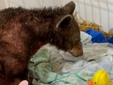 Murió la osa Mina, rescatada de Zoológico La Pastora en Nuevo León.
