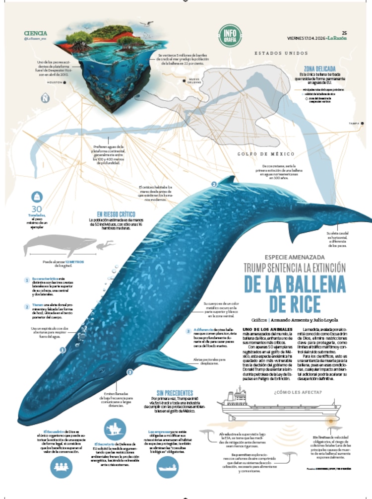 Trump sentencia la extinción de la ballena de Rice