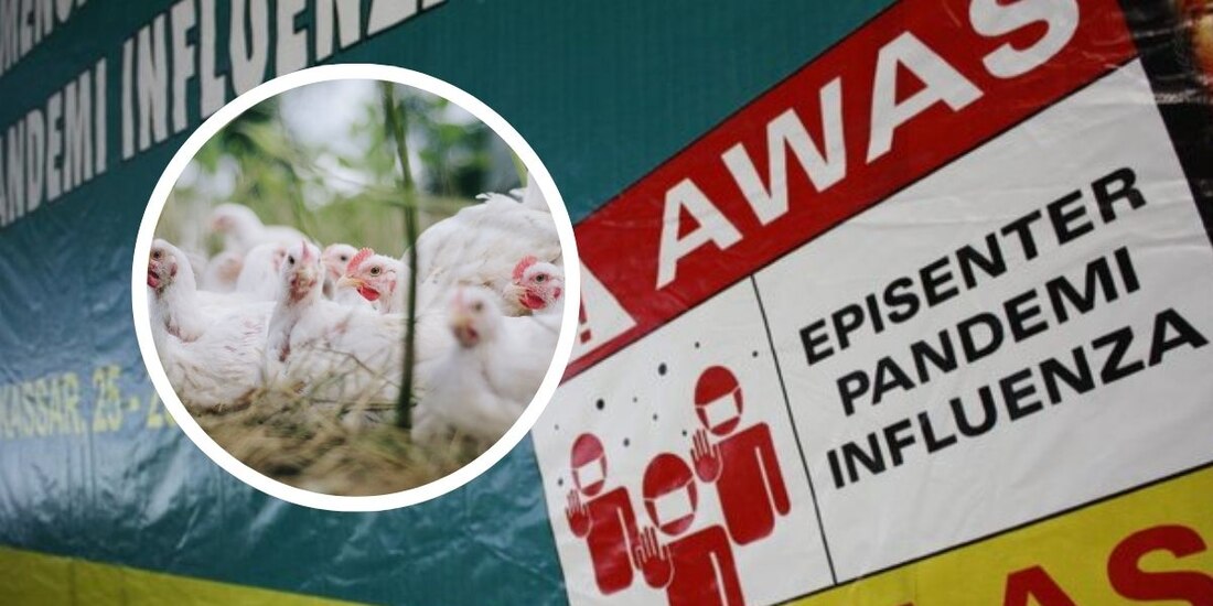 Autoridades sanitarias alertan por caso de gripe aviar.