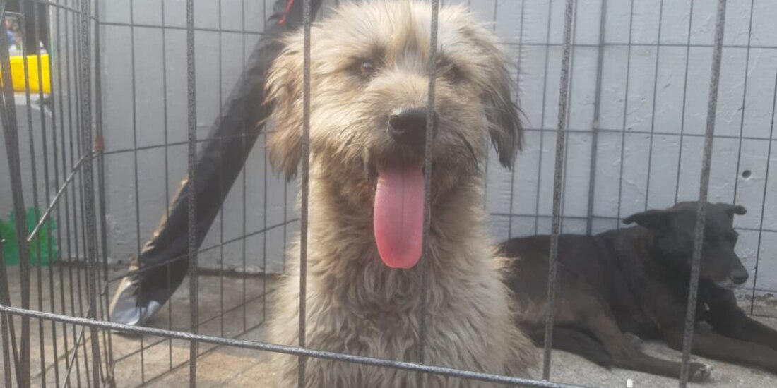 lastimados, rescatan, perros, basilica