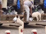 Perrito saca la basura