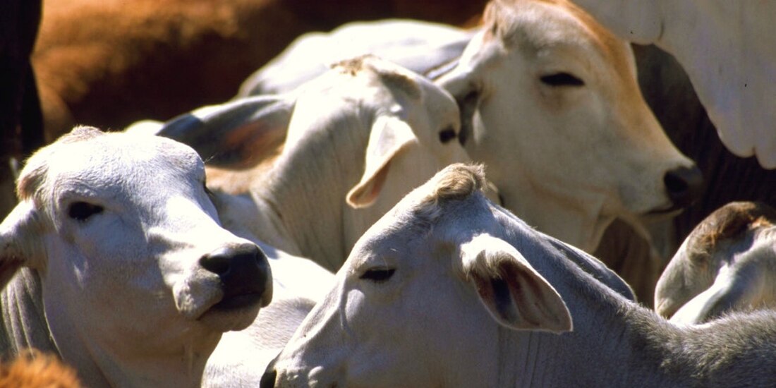 Alertas sobre sanidad animal crecen 100%