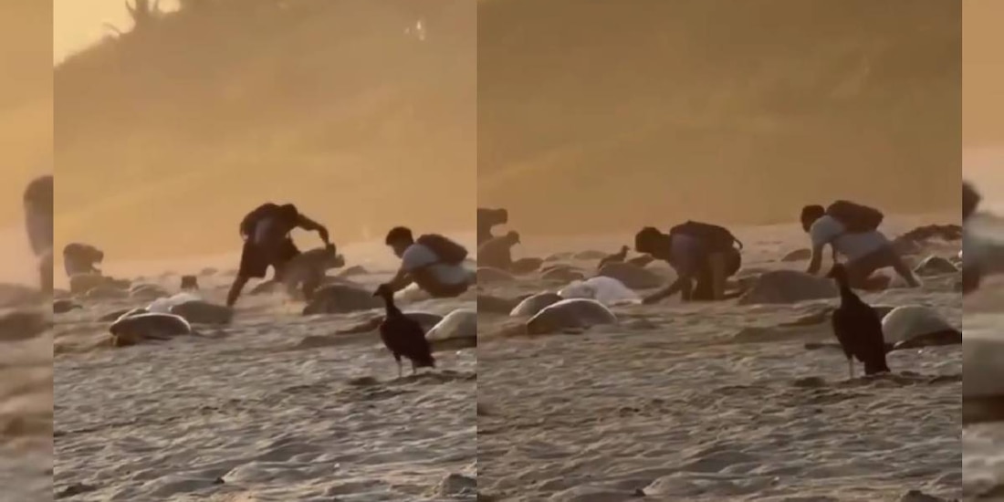 Oaxaca activa alertas por saqueo de huevos de tortuga