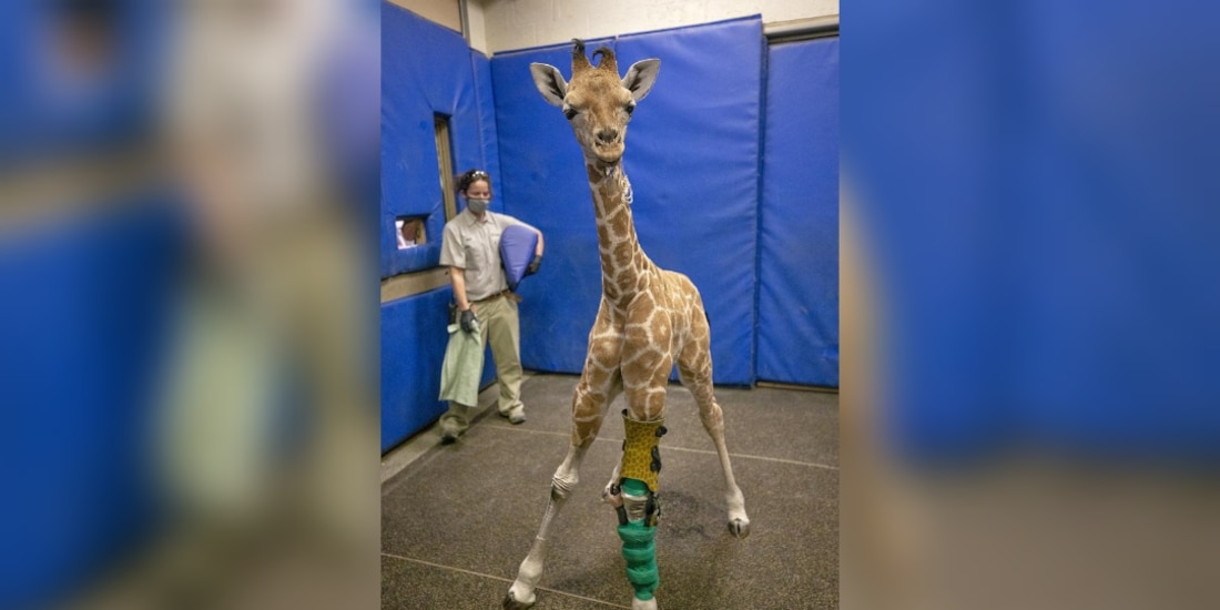 Msituni, la jirafa bebé que volvió a ponerse de pie tras recibir una prótesis para una de sus patas delanteras.
