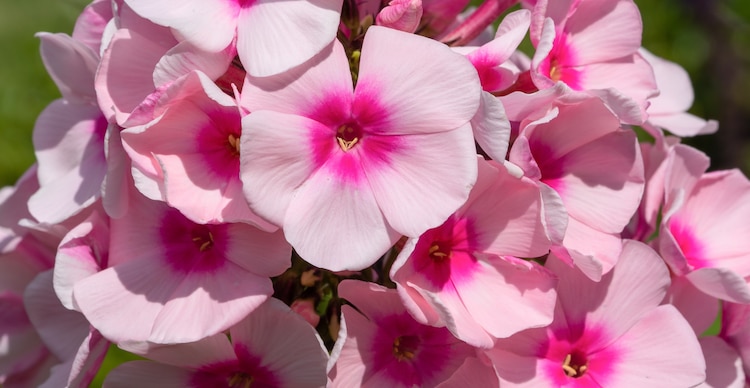Phlox