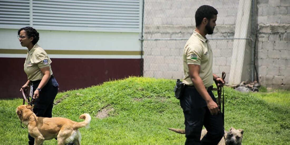 Senasica impulsa un innovador programa en el que perros rescatados son entrenados para detectar ganado infectado con gusano barrenador en menos de diez segundos.