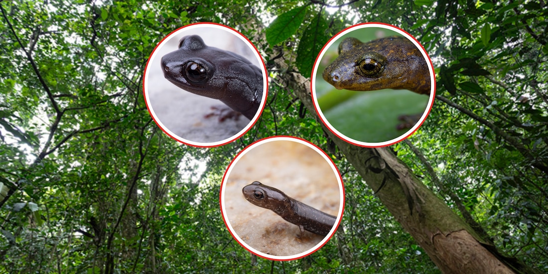 Descubren tres nuevas especies de salamandra en México