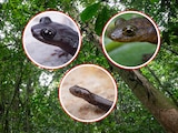 Descubren tres nuevas especies de salamandra en México