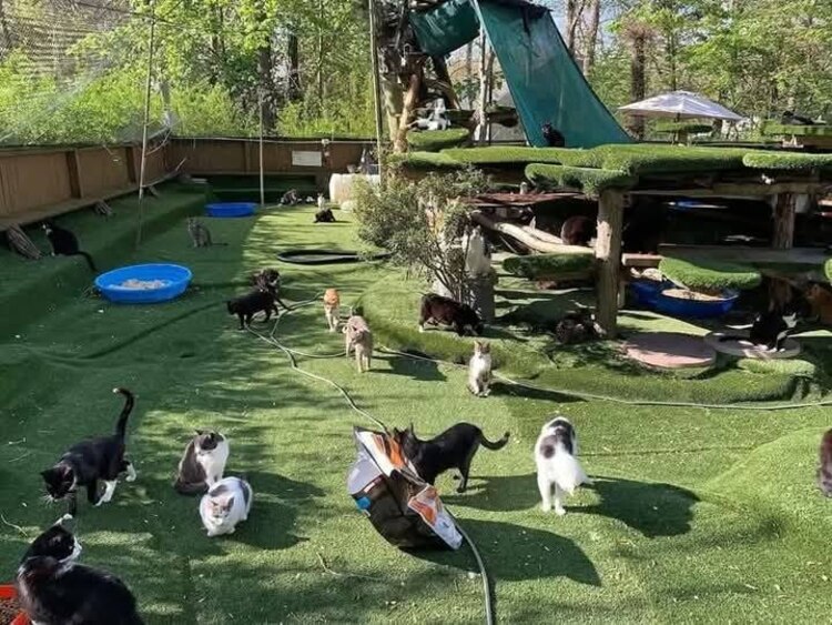 El incendio cobró la vida no sólo del responsable de rescatar a estos gatitos, sino también de más de 100 michis.