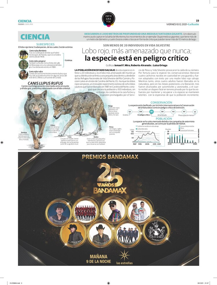 Lobo rojo, más amenazado que nunca; la especie está en peligro crítico<br>