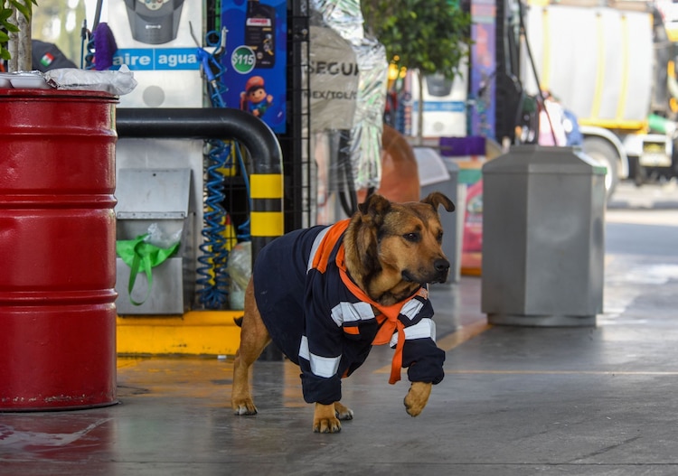 Solovino, perrito que vivía en una gasolinera de Toluca falleció el lunes pasado
