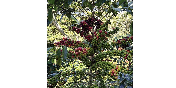 Starbucks le "devuelve la mano" a México con icónico lanzamiento
