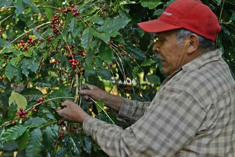 Tequila, berries, café, cerveza y aceite de ajonjolí figuran entre los productos que ampliaron su presencia comercial en territorio británico durante 2025.