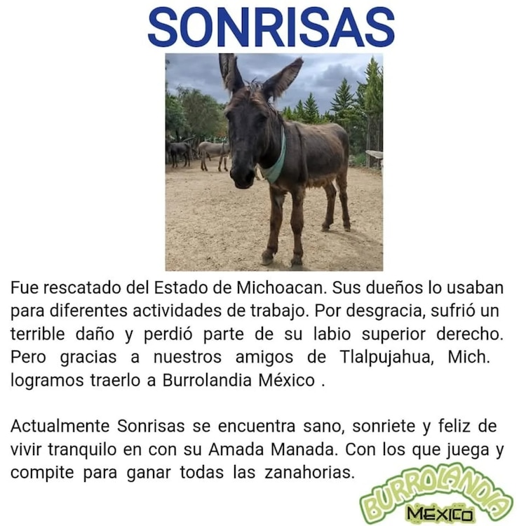 Ejemplar rescatado por Burrolandia México
