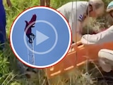 Video del 'Superman hondureño’