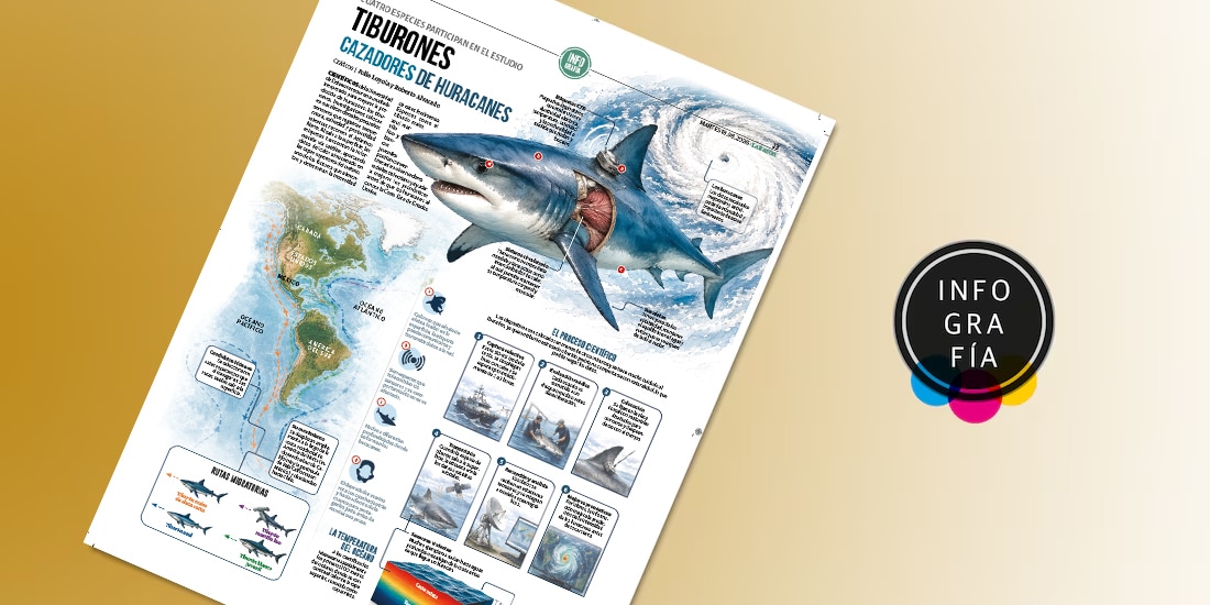 Tiburones cazadores de huracanes