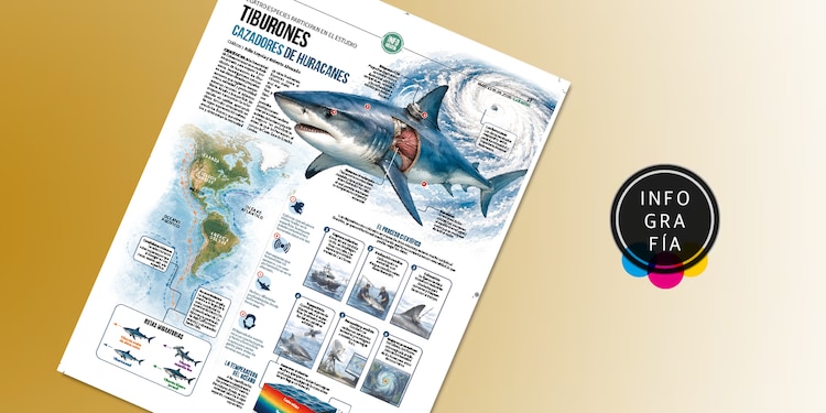 Tiburones cazadores de huracanes