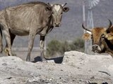 Sequía afecta ganado en Durango