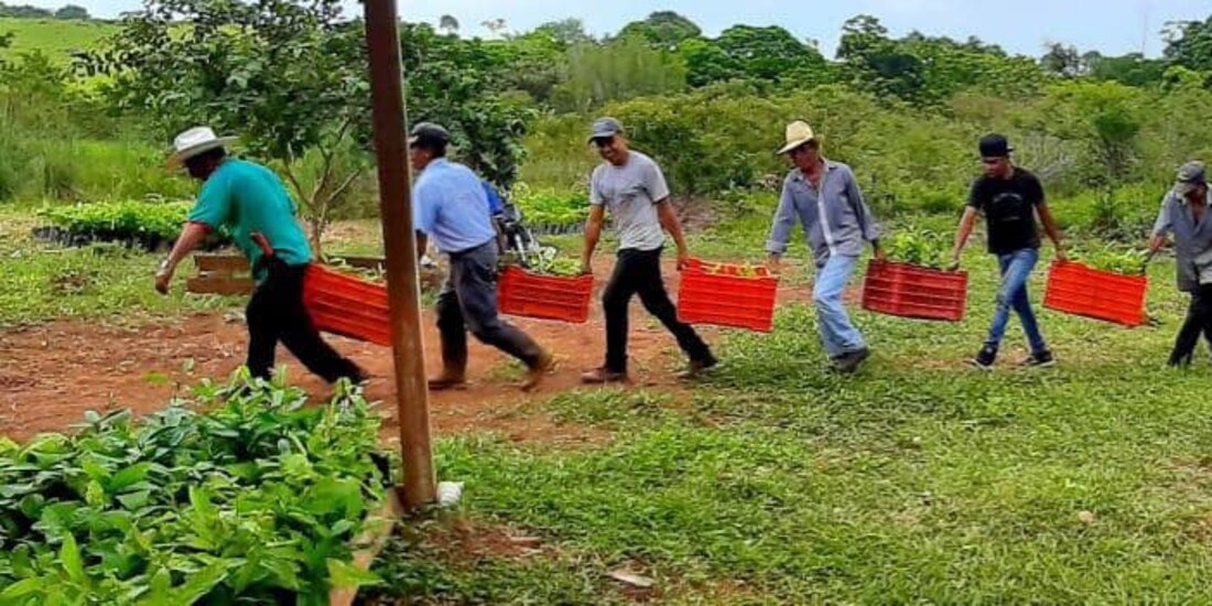 Coparmex recordó que los beneficiarios de Sembrando Vida reciben cinco mil pesos mensuales y apoyo técnico y en especie para plantar árboles maderables y frutales.