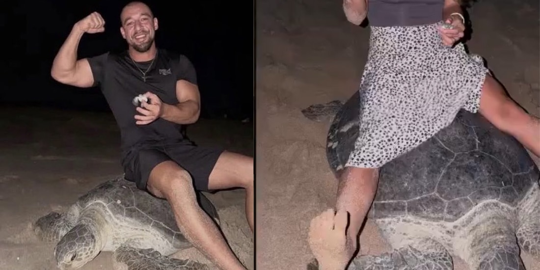 Vadym Oleynik se sentó en una tortuga gigante y la maltrató