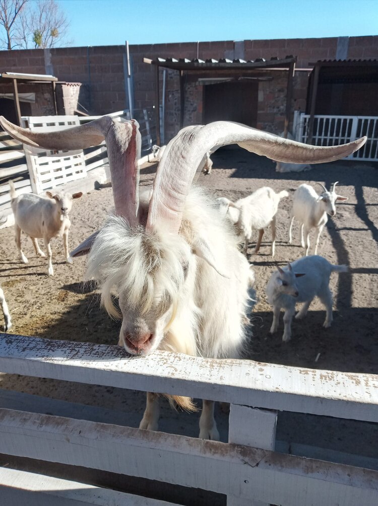 La Granja de Don Pollo