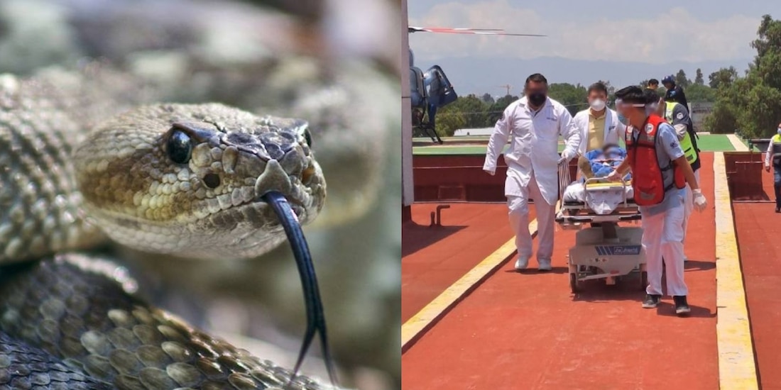 ¡Salió de su ropero! Niña de 12 años es mordida por una víbora de cascabel