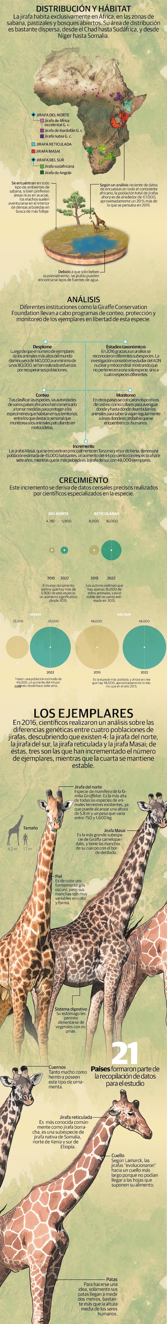 En aumento poblaciones de 3 de las 4 especies de jirafas en los últimos años