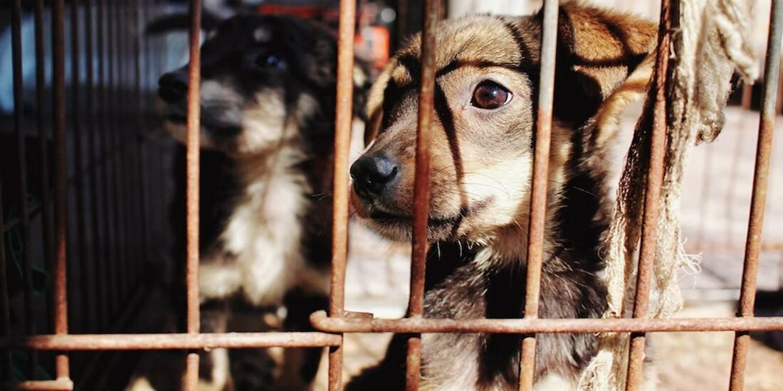 Las reformas de AMLO también incluyen el maltrato animal en México.