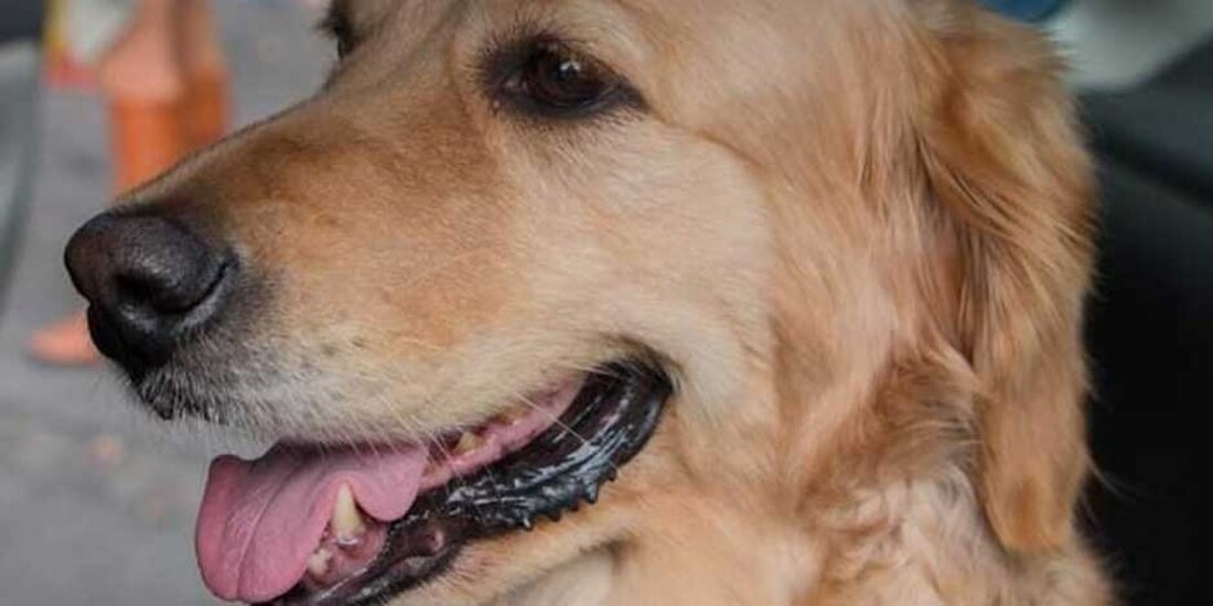 Murió la perrita “Nalah”, rescatista del 19-S