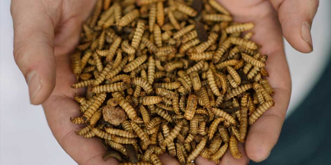 Se busca que los clientes acepten el sabor de los insectos poco a poco, primero con ayuda del chocolate y la harina