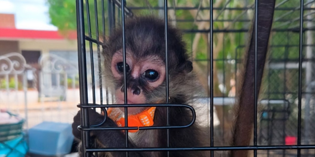 Profepa asegura cientos de especies protegidas