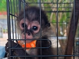 Profepa asegura cientos de especies protegidas