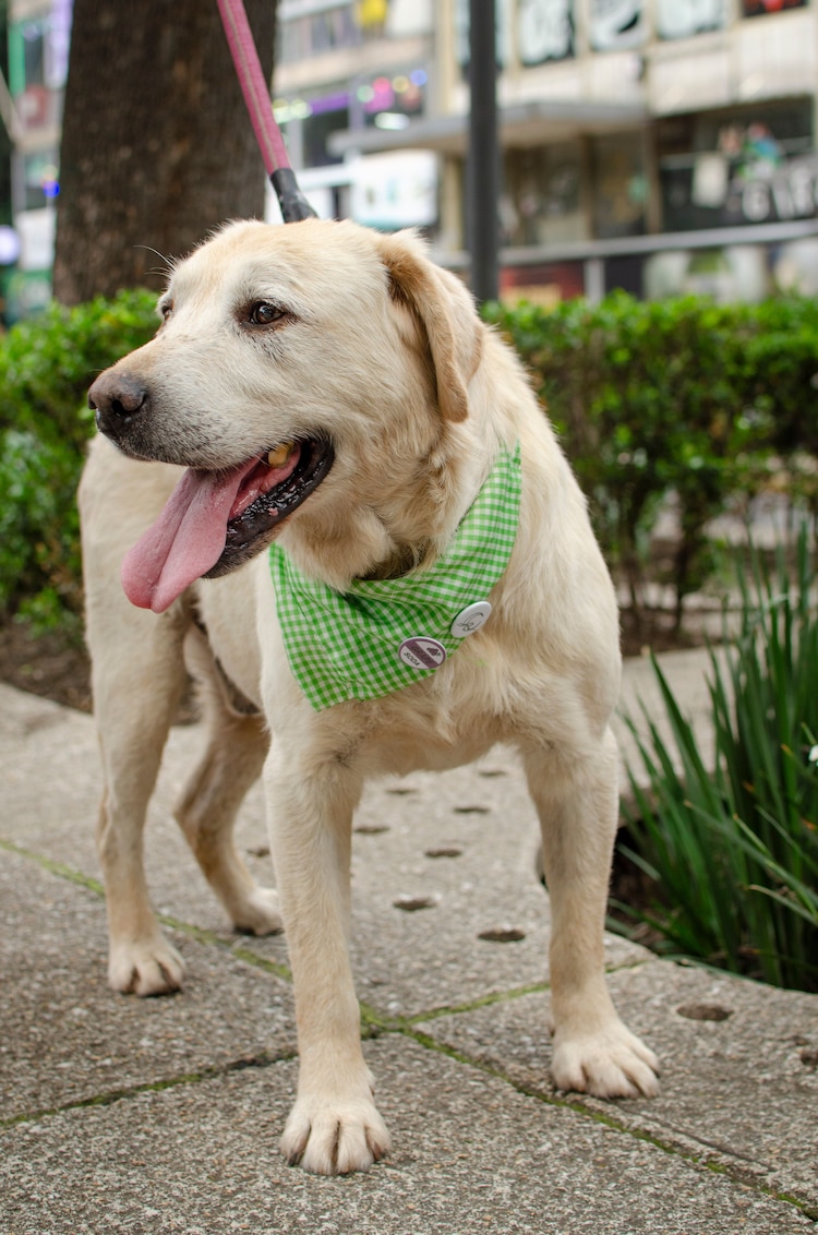 Perro de compañía en imagen de archivo