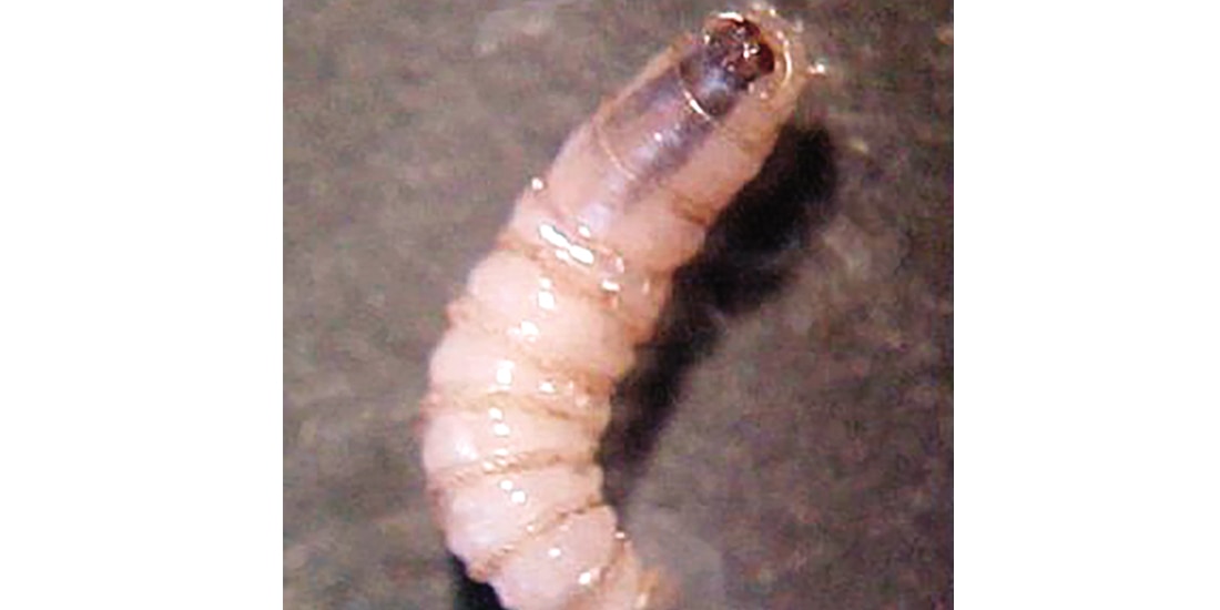 Larva del gusano barrenador del ganado, en imagen de archivo.