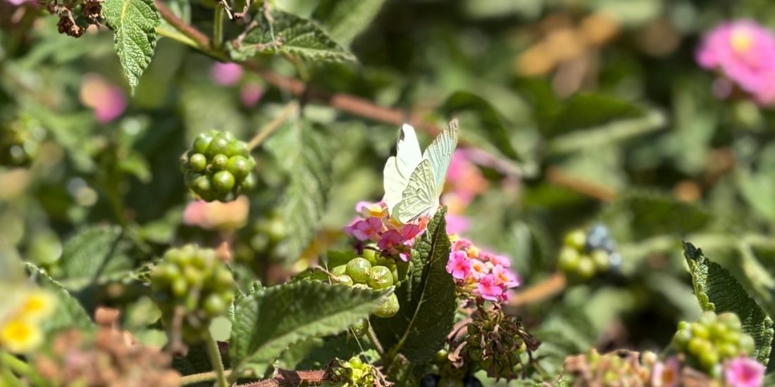 Invitan a observar mariposas en Ecatepec durante estas vacaciones.